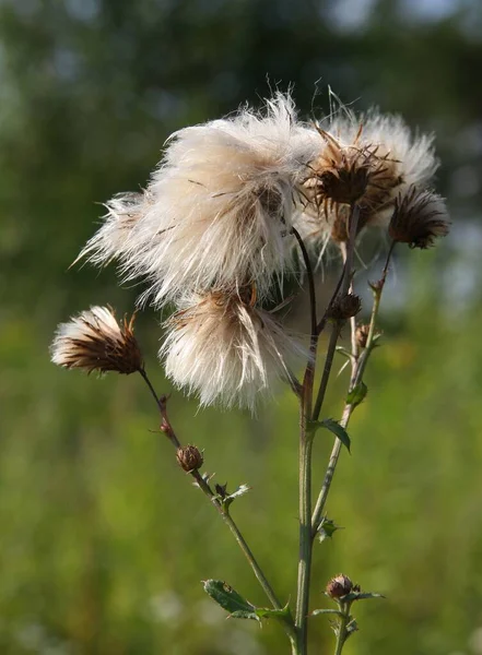 Seed Vessel Wit Blow Ball Thistle Weed Close — Stock Photo, Image