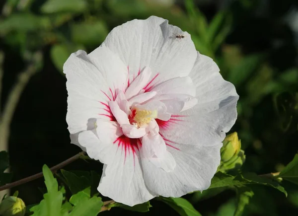 Fiori Bianchi Cespuglio Ibisco Nel Giardino Vicino — Foto Stock