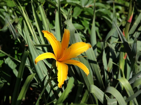 Оранжевый Цветок Лилии Растение Саду Закрыть — стоковое фото