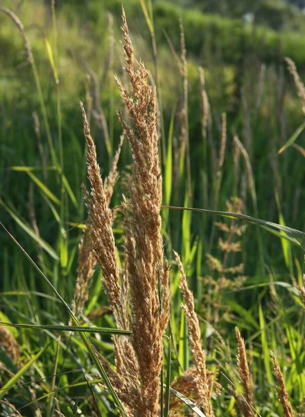 Weide Met Gouden Staaf Bloeien Droog Gras Herfst — Stockfoto