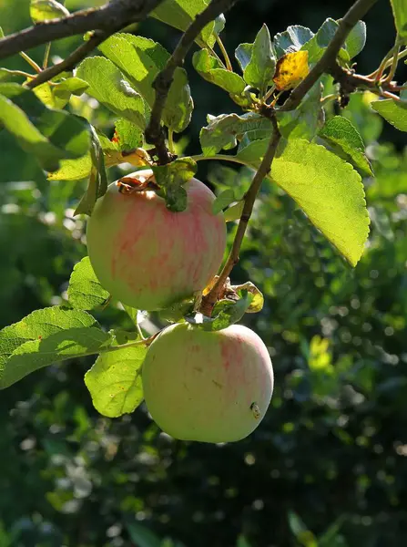Meyve Bahçesinde Elma Ağacı Yazın Elma Yetiştirirsin — Stok fotoğraf