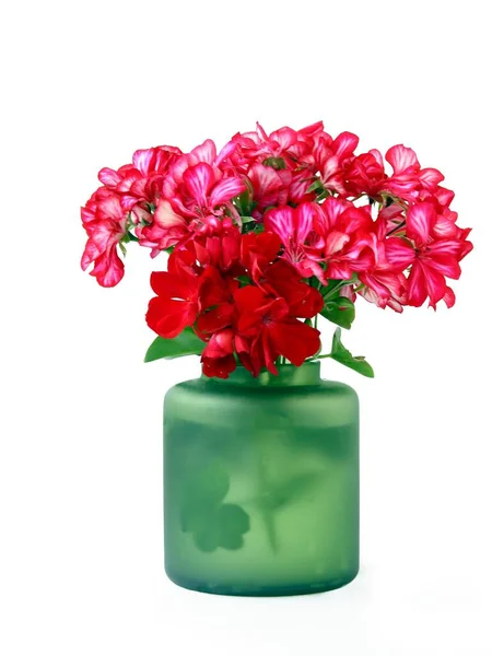 Rode Roze Geranium Bloemen Groene Glazen Vaas — Stockfoto