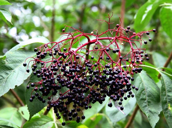 Elder Bush Cluster Ripe Berries Close — Foto Stock