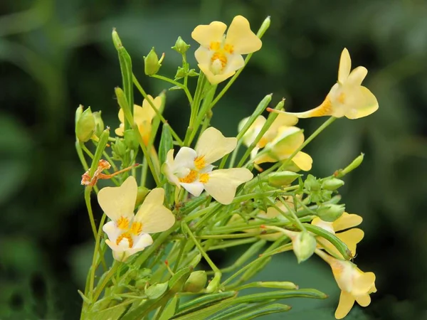 Małe Żółte Kwiaty Dzikiej Rośliny Impatiens Parviflora Zbliżenie — Zdjęcie stockowe