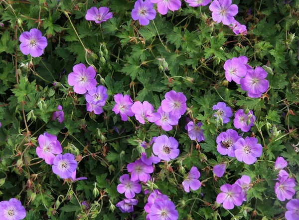 Purple Flowers Geranium Plant Garden Close — Stock Photo, Image