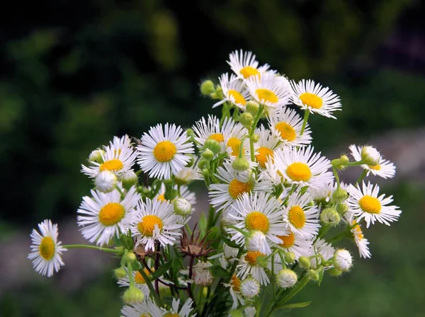 Multicolor Various Wild Flowers Meadow Summer — Stockfoto