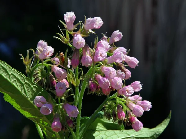 Pink Flowers Comfrey Herb Close — Fotografia de Stock