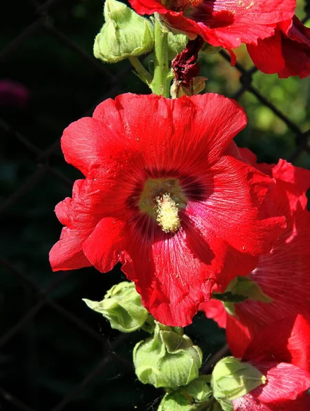 Pretty Red Flowers Mallow Plant Garden Close — 스톡 사진