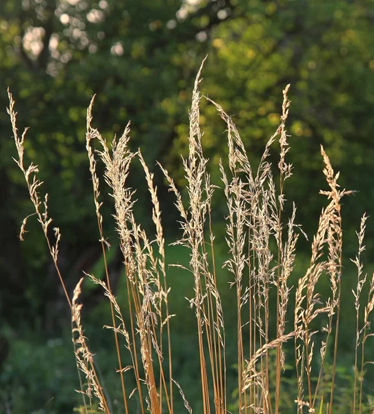 Prato Con Asta Dorata Fioritura Erba Secca Autunno — Foto Stock