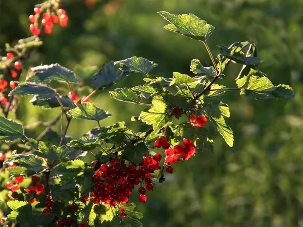 red currant bush with clusters of ripe berries in the garden