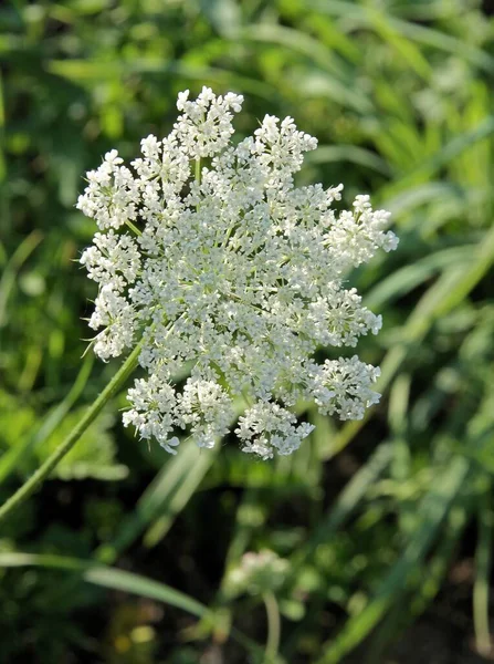 Daucus Carota Dzika Marchewka Corymb Białych Kwiatów Lub Nasion — Zdjęcie stockowe