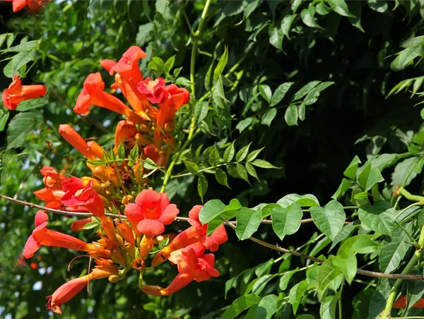 pretty red flowers of MILIN climbing plant close up
