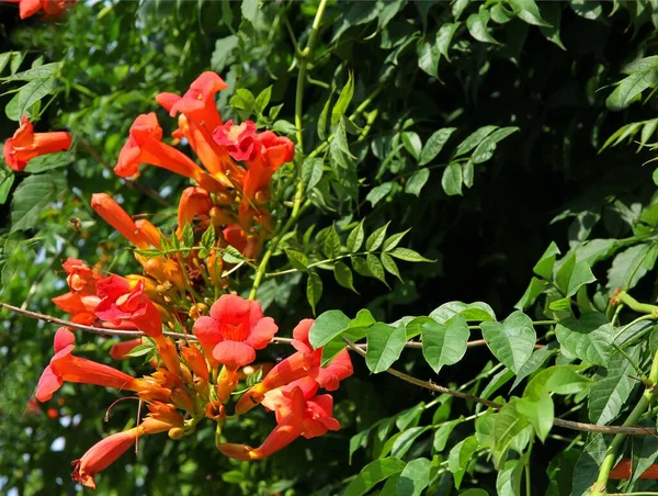 Pretty Red Flowers Milin Climbing Plant Close — 图库照片