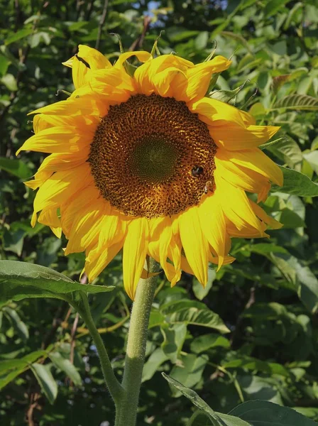 庭に咲く可憐なひまわりが — ストック写真