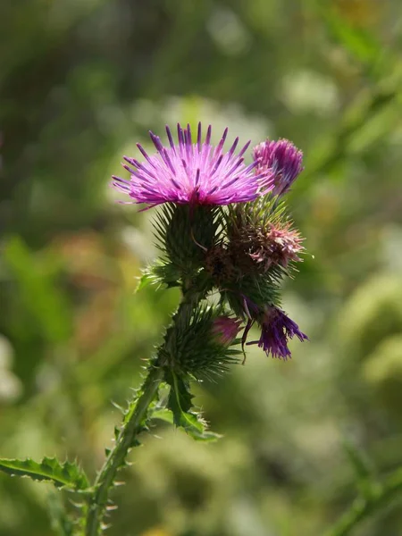 Purple Flowers Thistle Wild Plant Meadow — Stock Photo, Image