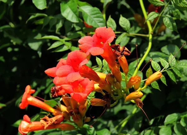pretty red flowers of MILIN climbing plant close up