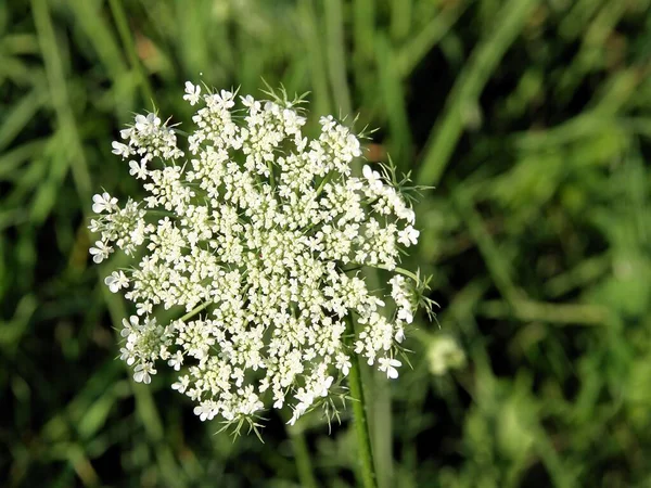 Daucus Carota Dzika Marchewka Corymb Białych Kwiatów Lub Nasion — Zdjęcie stockowe