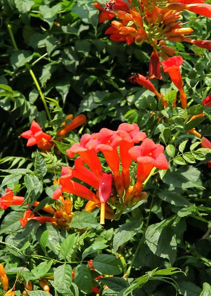 pretty red flowers of MILIN climbing plant close up