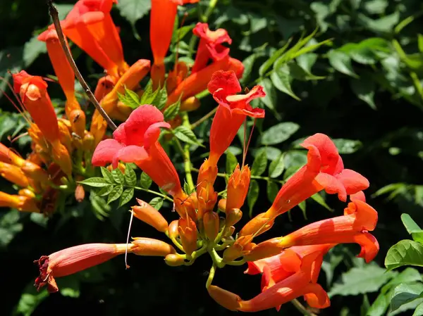 pretty red flowers of MILIN climbing plant close up