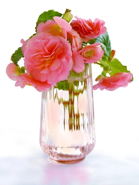 Roze Bloemen Van Begonia Glazen Vaas Geïsoleerd — Stockfoto