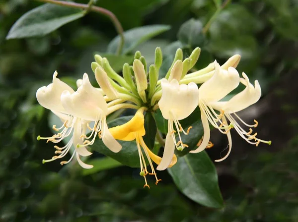 Ładne Żółte Kwiaty Lonicera Periclymenum Wspinaczka Roślin Zbliżenie — Zdjęcie stockowe