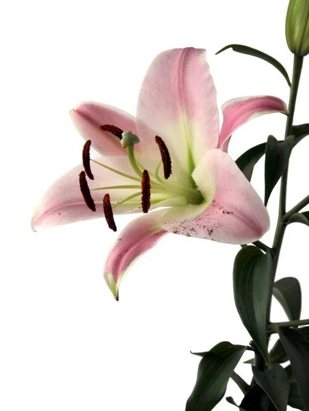 Pretty Pink Lilies Brown Pollen Isolated Close — Stok fotoğraf
