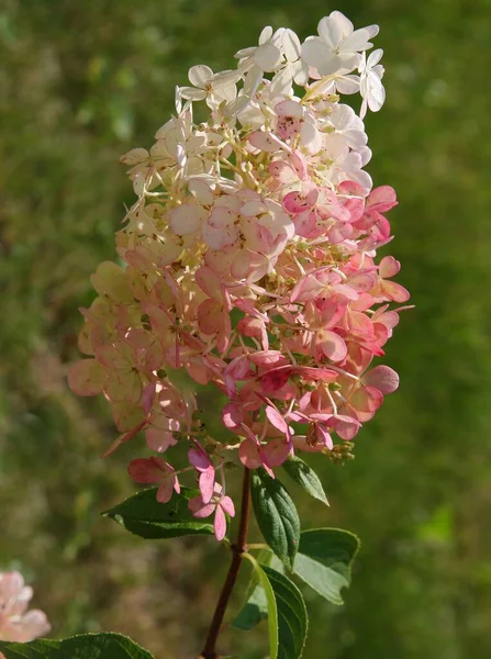 Graziosi Fiori Ortensia Cespuglio Nel Parco — Foto Stock