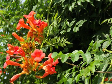 pretty red flowers of MILIN climbing plant close up