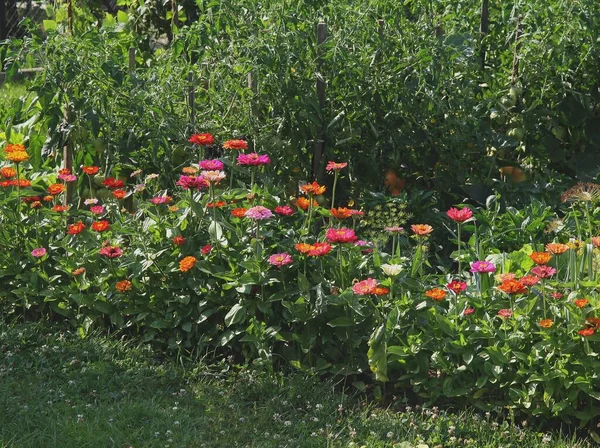 Διάφορα Πολύχρωμα Λουλούδια Στον Κήπο — Φωτογραφία Αρχείου