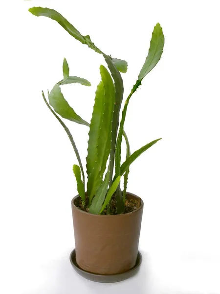 Épifyllum Succulent Poussant Pot — Photo