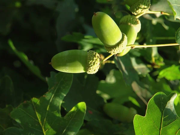 Green Growing Acorns Fruits Seeds Oak Tree Close — Stok fotoğraf