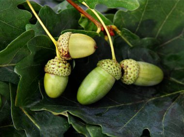 green growing acorns as fruits and seeds of oak tree close up
