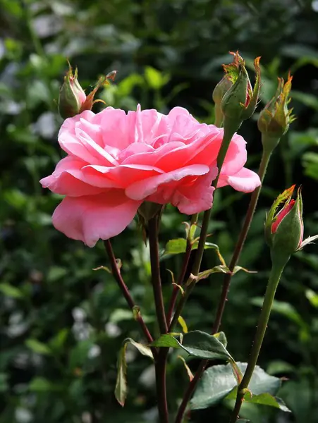 Pretty Rose Blooming Garden Close — 图库照片