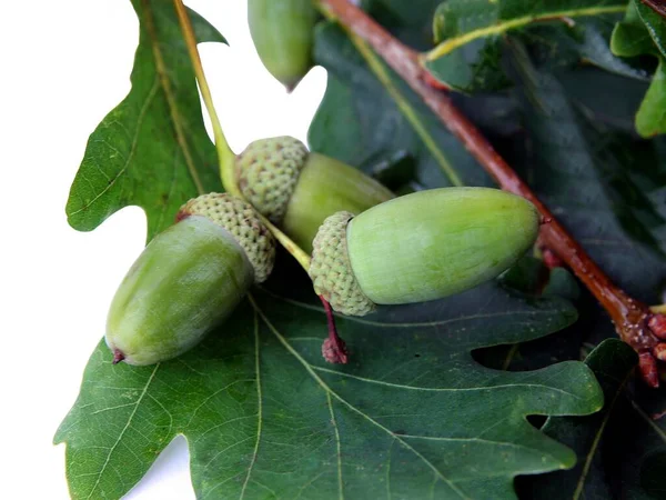 Green Growing Acorns Fruits Seeds Oak Tree Close — стоковое фото