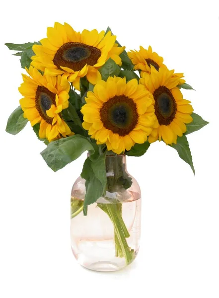 Posy Pretty Sunflowers Pink Glass Pot Isolated — Fotografia de Stock