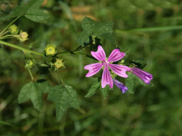 野生植物マルバシルベストリスのかなり紫色の花 Mallow — ストック写真