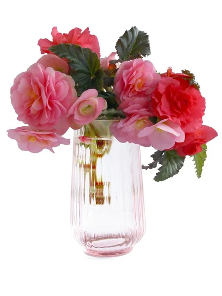 Rosa Och Röda Blommor Begonia Glas Transparent Vas — Stockfoto