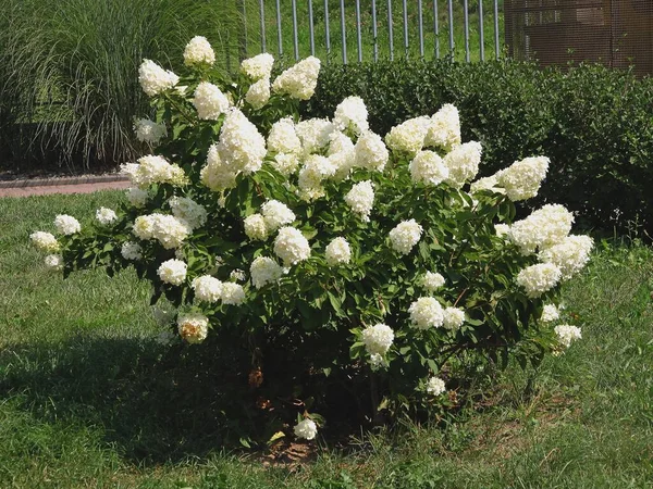 Jolies Fleurs Hortensia Buisson Dans Parc — Photo