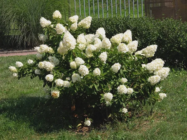 Pretty Flowers Hydrangea Bush Park — Stock Photo, Image