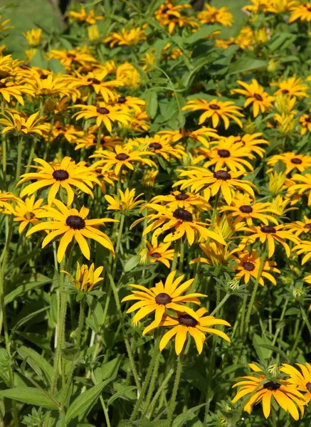 Hübsche Gelbe Blüten Der Rudbeckia Pflanze Garten — Stockfoto