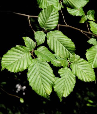 Carpinus Betulus 'un dalı - boynuz kirişi ağacı yakın