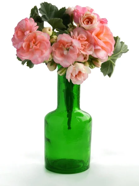 Vícebarevné Květy Rostliny Muškátu Zblízka — Stock fotografie