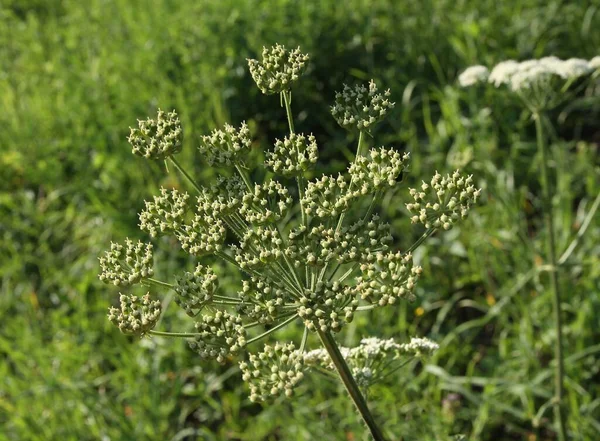 Zbiornik Nasienny Corymb Heracleum Sphondylium Zbliżenie — Zdjęcie stockowe