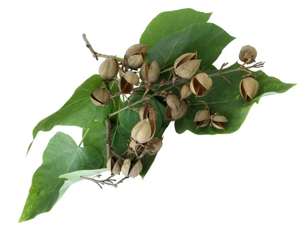 Vasi Semi Secchi Con Semi Paulovnia Tomentosa Albero Estate — Foto Stock