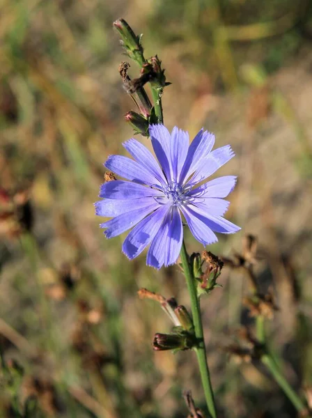 Blue Flowers Wild Plant Cichorium Intybus Chicory Close — Stock Photo, Image
