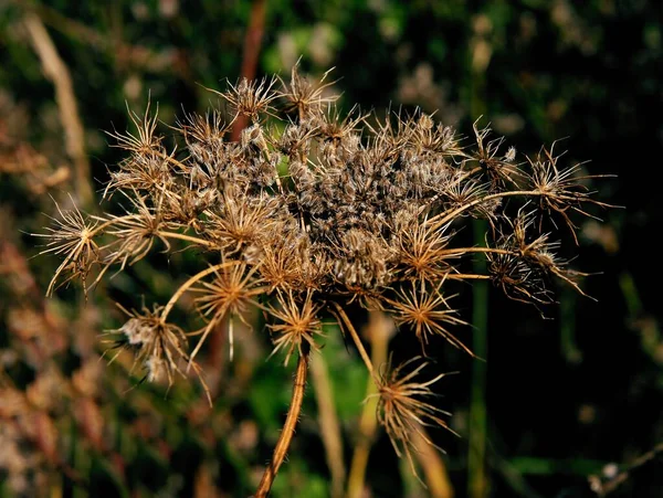 Daucus Carota Dzika Marchewka Corymb Białych Kwiatów Lub Nasion — Zdjęcie stockowe