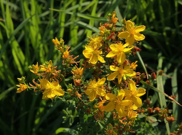 Gula Blommor Ört Johannesört Hipericum Perforatum Nära Håll — Stockfoto