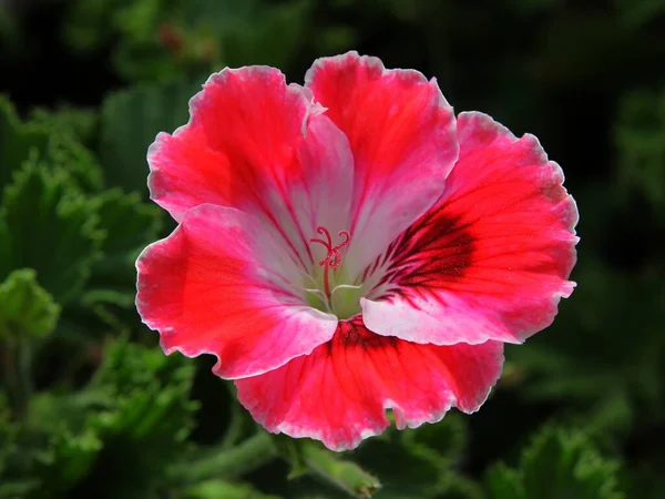 Fiori Multicolori Geranio Pianta Vaso Vicino — Foto Stock