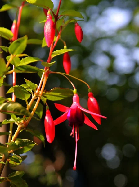 Czerwone Kwiaty Fuksji Doniczkowe Roślin Bliska — Zdjęcie stockowe