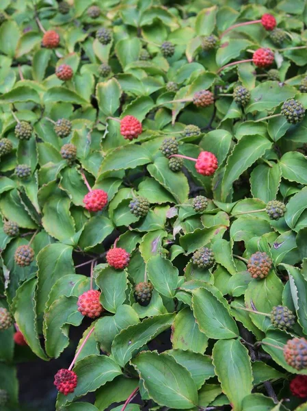 Ddogberry Buske Cornus Kousa Med Röda Frukter Nära Håll — Stockfoto